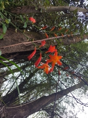 Crocosmia