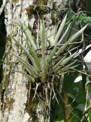 Guzmania monostachia