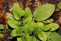 Scrophularia auriculata
