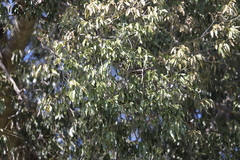 Brachychiton rupestris