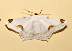 Sericoptera