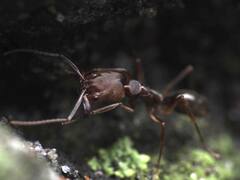 Odontomachus brunneus