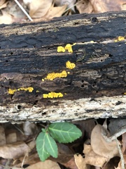 Calycina citrina