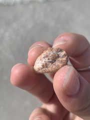 Plicatula gibbosa