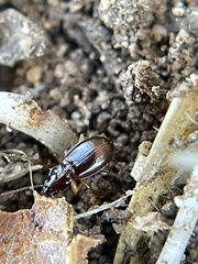 Trechus obtusus