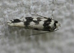 Lichenaula melanoleuca