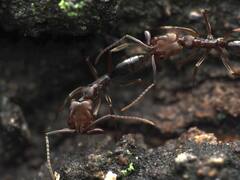 Odontomachus ruginodis