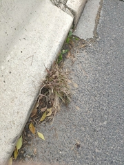 Setaria pumila
