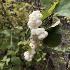 Symphoricarpos albus