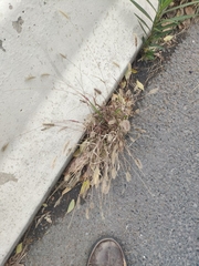 Setaria pumila