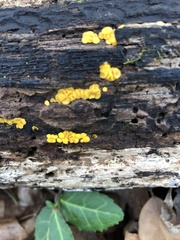 Calycina citrina
