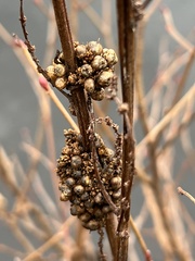 Cuscuta