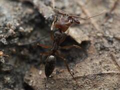 Odontomachus ruginodis