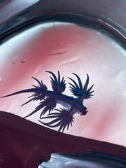Glaucus atlanticus