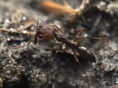 Odontomachus ruginodis