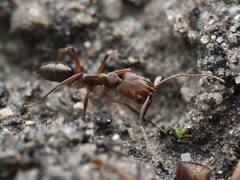 Odontomachus ruginodis