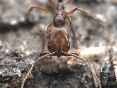 Odontomachus haematodus