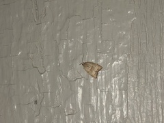 Coelostathma discopunctana