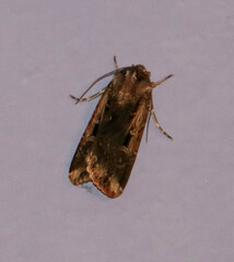 Feltia subterranea
