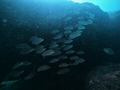 Haemulon maculicauda