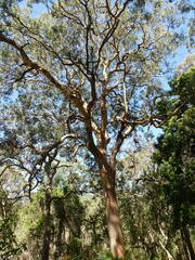 Angophora costata