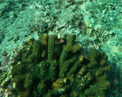 Cirrhitichthys oxycephalus