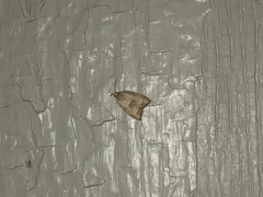 Coelostathma discopunctana