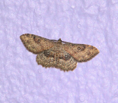 Cyclophora nanaria