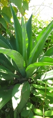 Agave desmettiana