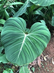 Philodendron gloriosum