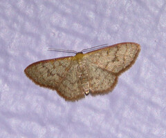 Leptostales pannaria