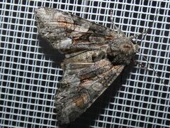Lacanobia contigua