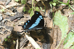 Papilio oribazus