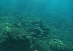 Caranx caballus
