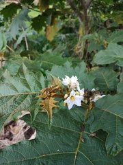 Solanum chrysotrichum image