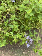 Praxelinae