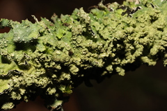 Punctelia subrudecta