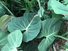 Philodendron gloriosum