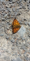 Lycaena