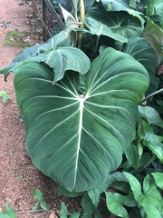 Philodendron gloriosum