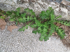 Carduus pycnocephalus