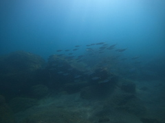Selar crumenophthalmus