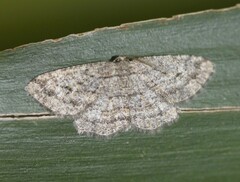 Zermizinga sinuata