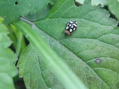 Oedionychina