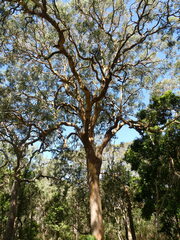Angophora costata