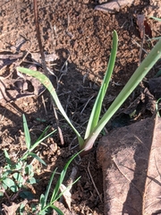Zephyranthes chlorosolen