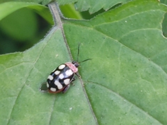 Oedionychina
