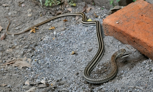 Salvadora mexicana