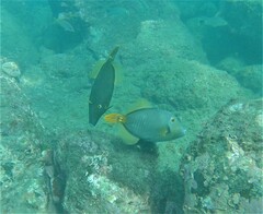 Cantherhines dumerilii