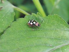 Oedionychina